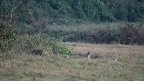Some-jackals-wondering-around-in-an-open-field-in-the-grasslands-of-Nepal-in-the-late-evening