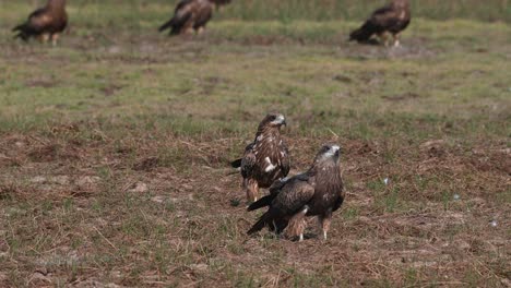 Black-eared-Kite-Milvus-lineatus-two-individuals-seen-on-the-ground-with-others-just-basking-under-the-morning-sun-and-flying-around-after-feeding,-Pak-Pli,-Nakhon-Nayok,-Thailand