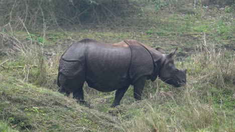 An-endangered-one-horned-rhino-walking-along-the-bank-of-a-river-in-the-Chitwan-National-Park-in-Nepal