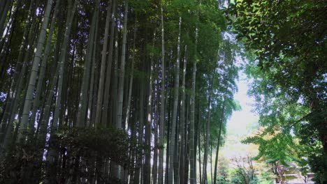 One-of-the-best-times-to-visit-bamboo-forests-in-Japan-is-in-the-summer-and-at-sunset,-the-tops-of-the-bamboos-move-gently-in-the-wind,-producing-an-unparalleled-sensation-of-freshness