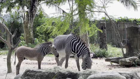 Entzückendes-Baby-Grevy-Zebra,-Equus-Grevyi,-Das-Milch-Von-Der-Zebramutter-Trinkt,-Während-Sie-Damit-Beschäftigt-Ist,-Sich-Von-Gras-Zu-Ernähren,-Nahaufnahme-Von-Wildtieren,-Die-In-Singapur-Mandai-Reserven-Erschossen-Werden,-Safari-Zoo