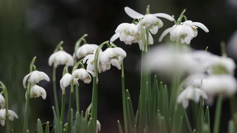 Delicate-pure-white-Snowdrop-flowers-blooming-in-an-English-woodland
