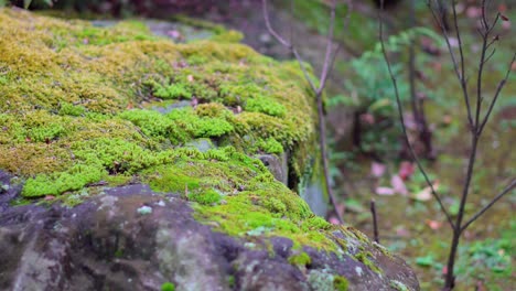 In-the-temples-of-Japan-it-is-very-common-to-see-different-types-of-moss-on-the-stones,-they-are-cultivated-and-cared-for-for-generations