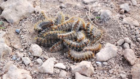 Pile-of-squirming-pine-processionary-moth-larva-which-can-cause-harm-to-dogs-and-other-pets