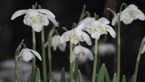 Zarte,-Reinweiße-Schneeglöckchenblumen,-Die-In-Einem-Englischen-Waldland-Blühen