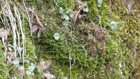 Nahaufnahme-Einer-Felsoberfläche-Voller-Grüner-Lychen-Verschiedener-Arten