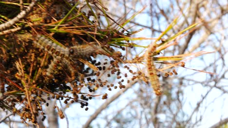 A-silky-nest-of-pine-processionary-caterpillars-in-a-pine-tree---species-of-moth-larva-that-can-harm-dogs-and-other-pets