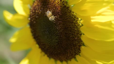 Bee-pollinating-sunflower-on-a-sunny-summer-day---slow-motion