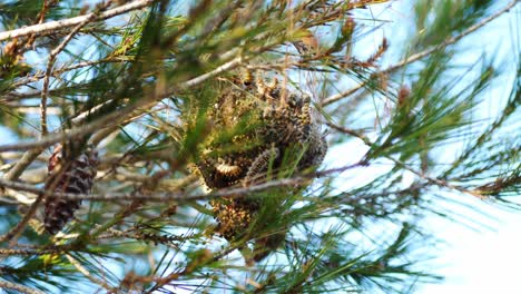 Huge-silk-nest-of-pine-processionary-caterpillars-high-on-a-tree-branch