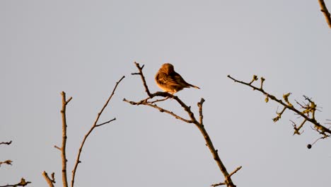 Eurasian-Skylark-Bird-Preening-Tree-Slow-Motion-Static-Shot-Animal