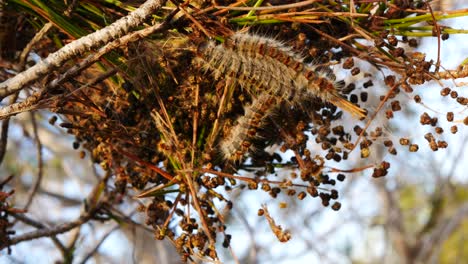 Pine-processionary-caterpillars-which-are-numerous-even-in-the-north-due-to-global-warming-and-cause-harm-to-some-mammals