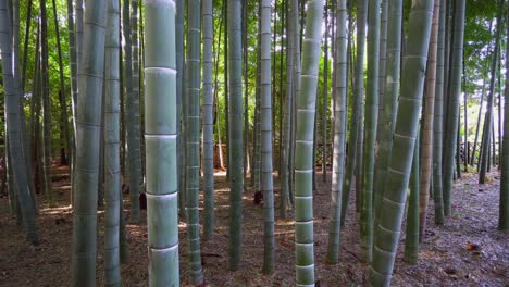 Bamboo-forests-in-Japan-have-a-very-special-energy