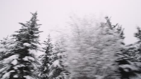Snowy-pine-forest-lateral-camera-movement,-cold-northern-climate-natural-resources-on-a-cloudy-day