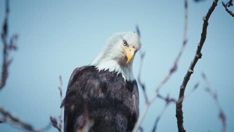 Bald-Eagle-in-tree-focused-on-prey-below