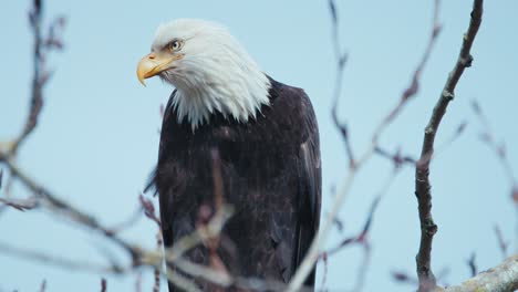 Bald-Eagle-in-a-tree-looking-around