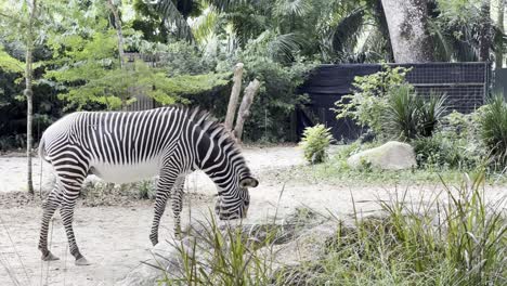 Cinematic-wildlife-tracking-shot-of-an-adult-grevy's-zebra,-equus-grevyi-eating-grass-feeds-at-Singapore-mandai-reserves,-safari-zoo