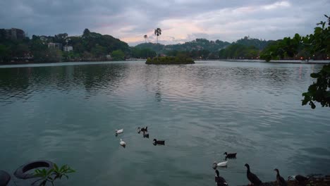 Grandes-Bandadas-De-Pájaros-Blancos-Vuelan-Sobre-El-Hermoso-Y-Tranquilo-Lago-Azul-Kandy-En-Sri-Lanka-Mientras-Algunos-Pájaros-Deciden-Dirigirse-En-Otra-Dirección
