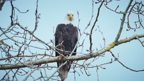 Bald-Eagle-sitting-perfectly-in-tree-branches,-looking-around-for-prey