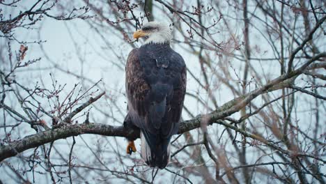 Old-Bald-Eagle-sitting-relaxed-on-a-tree-branch