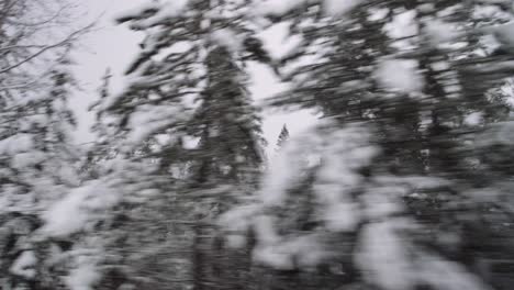 Snowy-pine-forest-lateral-camera-movement,-cold-northern-climate-natural-resources-on-a-cloudy-day,-timber