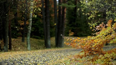 autumn-leaves-blowing-in-the-wind-no-people-stock-video-stock-footage