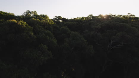 Drone-shot-rising-above-exotic-forrest-during-a-golden-hour-sunset
