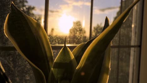 Sonnenuntergang-Durch-Eine-Schlangenpflanze-Mit-Einem-Schmutzigen-Fenster-Im-Hintergrund
