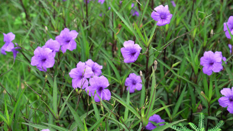 Schöne-Lila-Oder-Violette-Blume