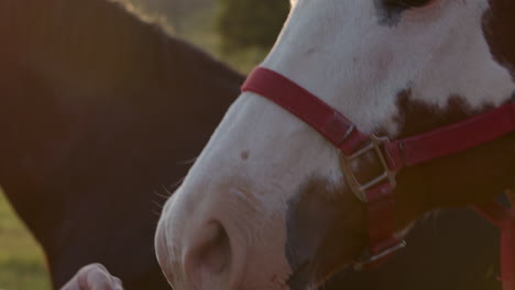 Close-up-of-brown-and-white-and-black-horse-standing-outside-in-the-light-of-the-sunset