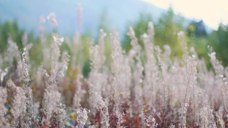 Beautiful-bed-of-cotton-like-flowers-with-trees-from-woods-in-the-blurred-background-in-summer