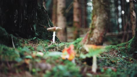 Cinematic-mystical-shot-of-three-mushrooms-standing-in-a-forest-in-between-a-tree-trunk,-brown-leaves-and-moss