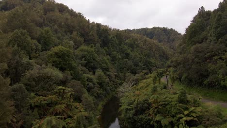 Dolly-in-Ascendente-Aéreo-Dentro-De-Una-Densa-Y-Exuberante-Selva-Tropical-Con-Palmeras-En-Manawatu-Whanganui,-Nueva-Zelanda