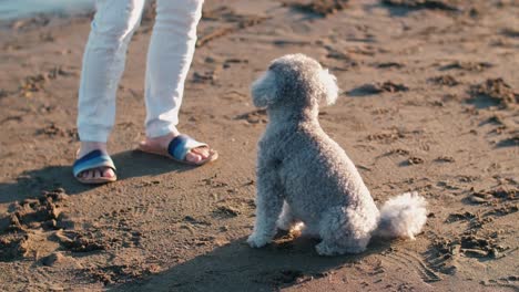Poodle-dog-at-the-beach,-standing-on-the-sunshine-with-his-owner
