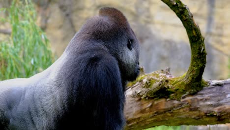 Silver-back-gorilla,-standing-in-the-forest-area-and-observing-surroundings
