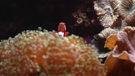 Tracking-shot-of-a-baby-clownfish-swimming-around-the-coral-reefs