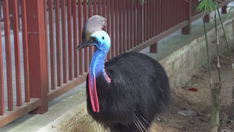 A-boy-trying-to-reach-out-over-the-fence-to-pat-flightless-southern-cassowary,-casuarius-casuarius-in-captivity