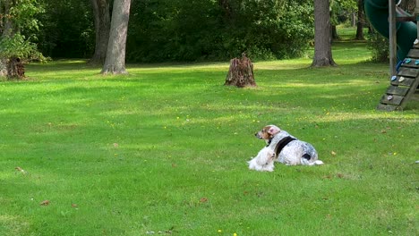 Dos-Perros,-Pequeños-Y-Grandes-Descansando-Sobre-Hierba-Verde-En-La-Hermosa-Naturaleza