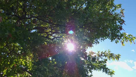 Tiefwinkelaufnahme-Von-Sonnenlicht,-Das-Durch-Baumblätter-Scheint,-Frisches-Grün