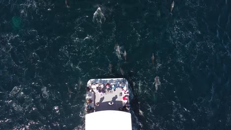Delfines-Nadando-Junto-A-Un-Barco-De-Observación-De-Ballenas-Vista-De-Drones