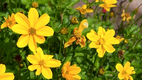 Close-Up-Shot-Of-Stunning-Yellow-Coreopsis-Flowers-During-Autumn-Season