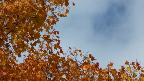 Time-Lapse-Low-Angle-Shot-Of-Autumn-Orange-Leaves-Waving-In-Wind,-Blue-Sky-In-Background