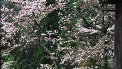 Cherry-blossom-Sakura-in-a-japan-temple,-4K-Slow-motion