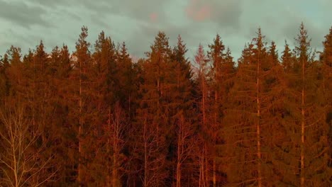 Toma-Cinematográfica-De-árboles-De-Gran-Altura-En-La-Naturaleza-Salvaje,-Estados-Unidos