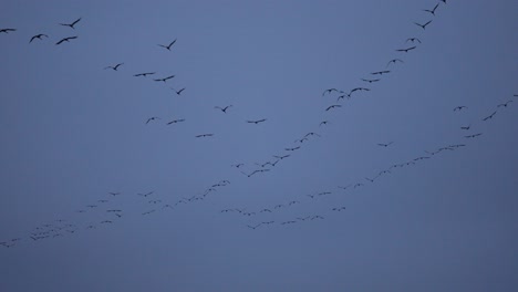 Crane-swarm-flying-away-from-the-camera