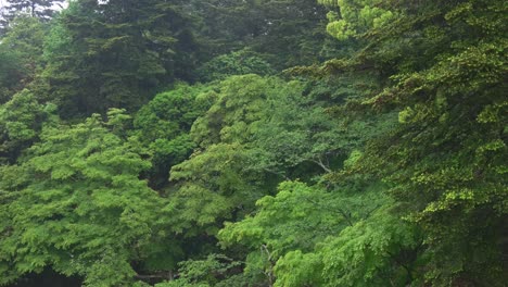 Rainy-day-in-a-Japanese-green-forest,--4k
