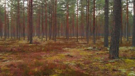 Mysterious-empty-coniferous-forest-in-Scandinavia