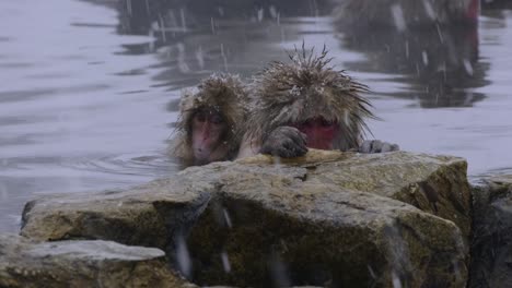 Dos-Monos-Descansando-En-Aguas-Termales-En-Nagano-Japón