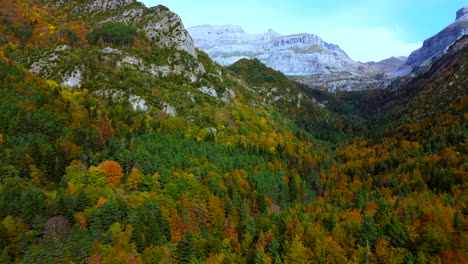 Aerial-view-flying-back-into-the-autumn-trees-in-the-mountains
