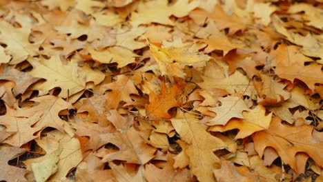 Golden-oak-tree-leaves-falling-on-autumn-ground,-bright-yellow-color