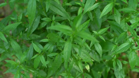 A-variety-of-medicines-are-prepared-from-Andrographis-Paniculata-leaf-or-kalmegh
